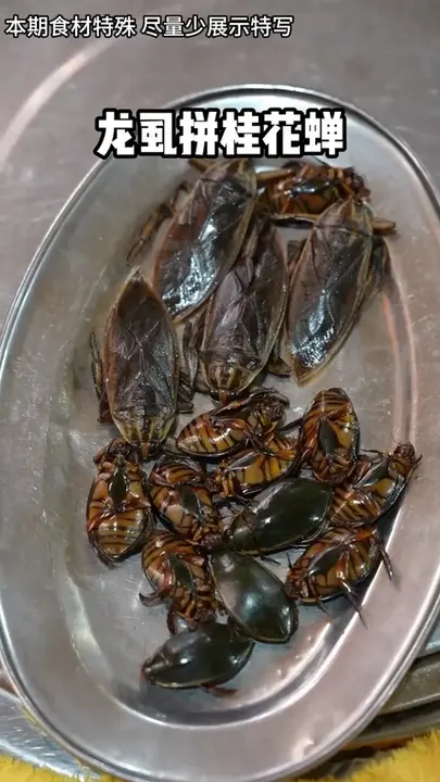 龙虱拼桂花蝉