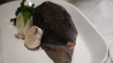 鲟鱼鼻子