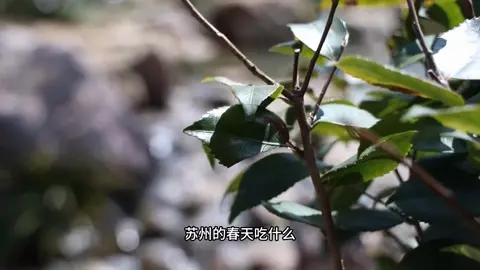 葱油面
