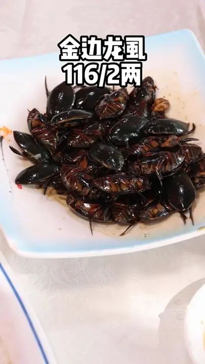 金边龙虱